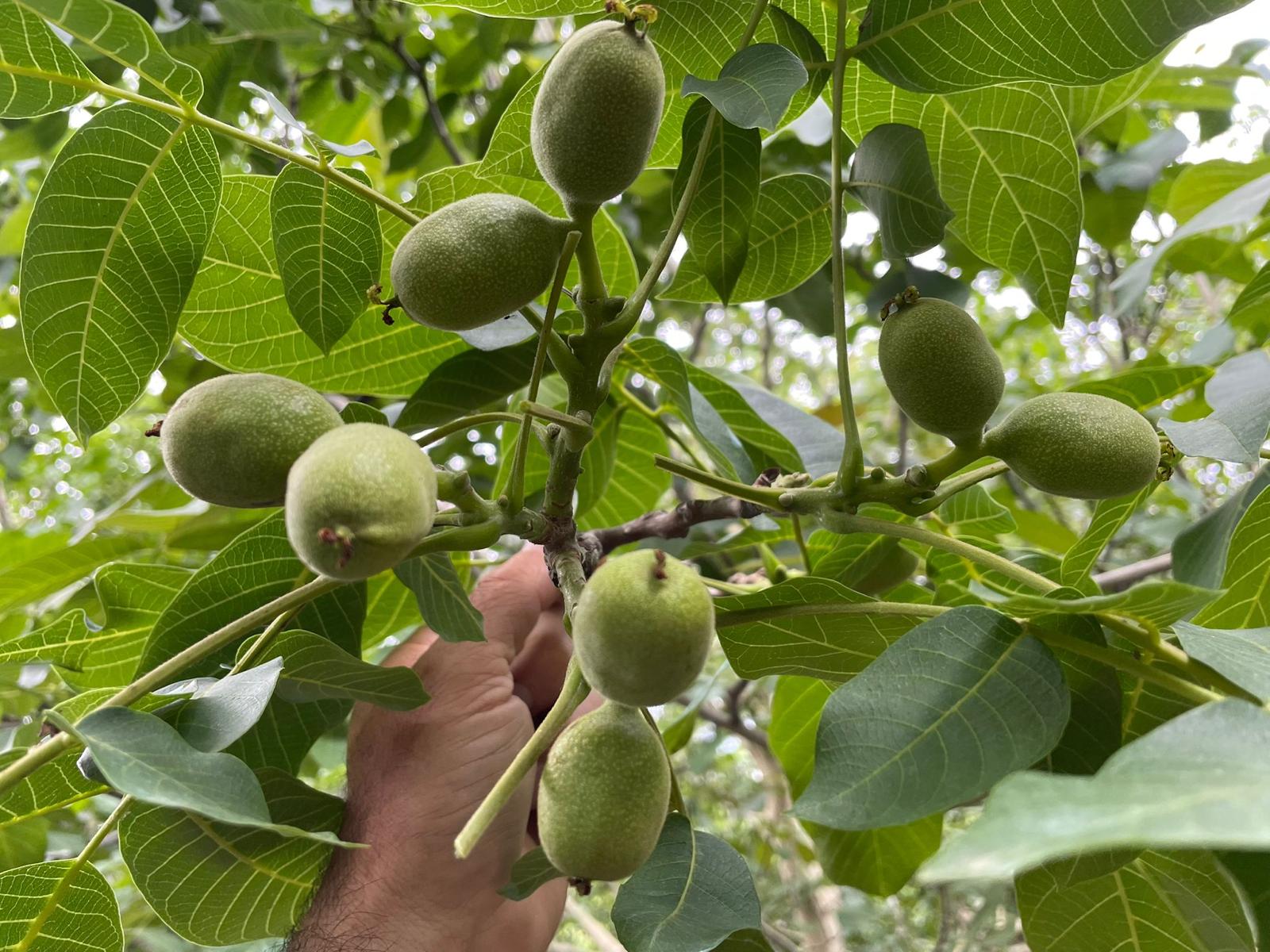 Ceviz Ağacı