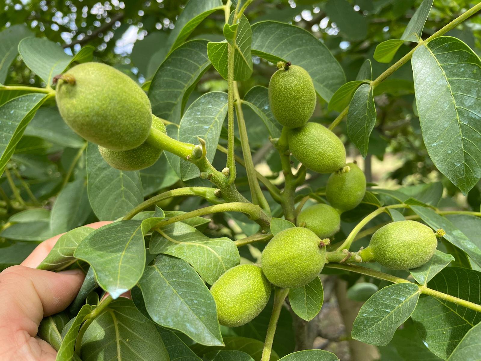 Ceviz Ağacı